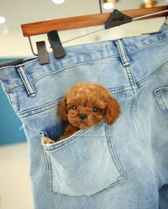 ÖZENLE YETİŞTİRİLMİŞ SAFKAN TEACUP POODLE YAVRULAR