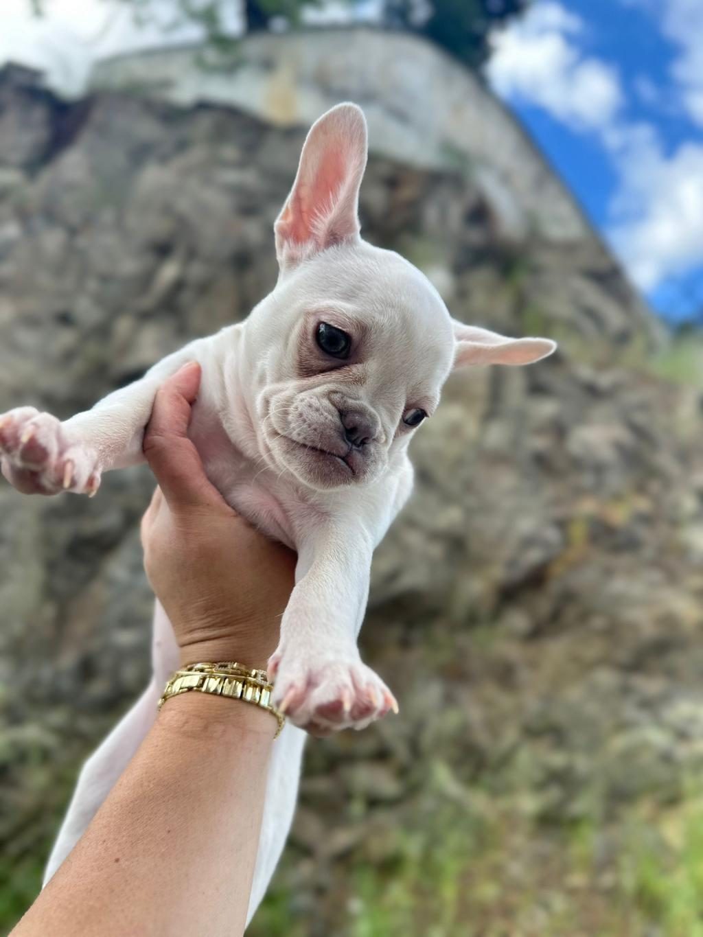 IRKININ EN ÖZELİ KAR BEYAZ MAVİ GÖZ DİŞİ FRENCH BULLDOG