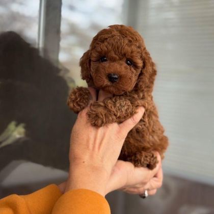 SAFKAN TOY POODLE KİLO GARANTİLİ YAVRULAR