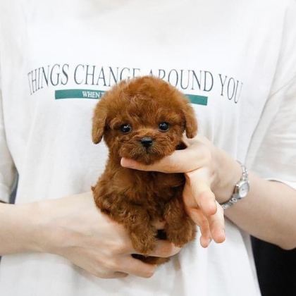 ÖZENLE YETİŞTİRİLMİŞ SAFKAN TEACUP POODLE YAVRULAR