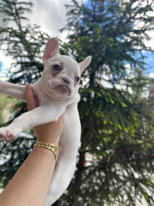 IRKININ EN ÖZELİ KAR BEYAZ MAVİ GÖZ DİŞİ FRENCH BULLDOG