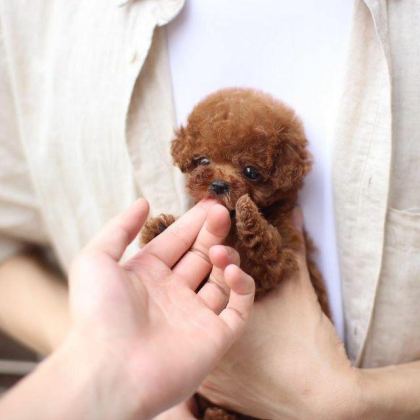 ÖZENLE YETİŞTİRİLMİŞ SAFKAN TEACUP POODLE YAVRULAR