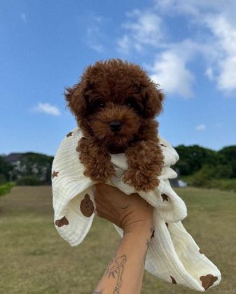 SAFKAN TOY POODLE KİLO GARANTİLİ YAVRULAR