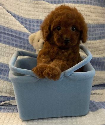 SAFKAN TOY POODLE KİLO GARANTİLİ YAVRULAR