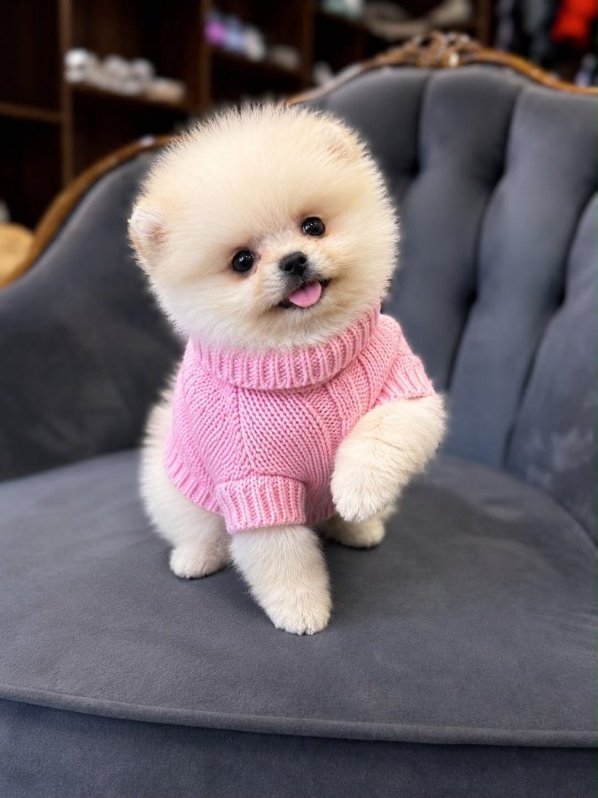 Teacup Pomeranian boo