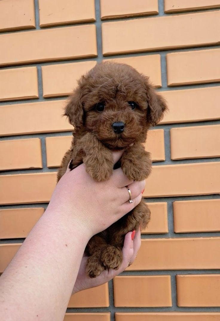SAFKAN TOY POODLE KİLO GARANTİLİ YAVRULAR