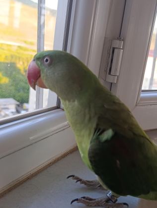 ERKEK YAVRU ALEXANDER