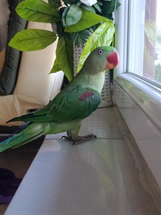 ERKEK YAVRU ALEXANDER