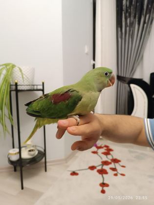 ÜST DÜZEY ALEXANDER FULL + FULL