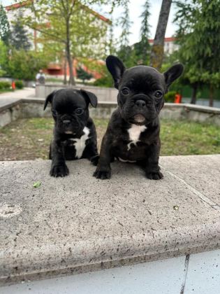 SÜPER ANATOMİ FRENCH BULLDOG BEBEKLER