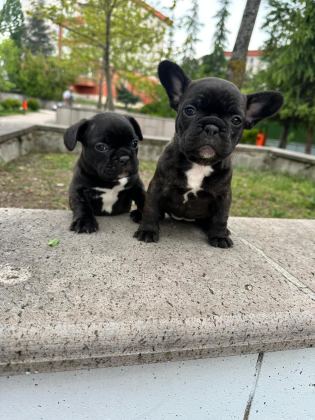SÜPER ANATOMİ FRENCH BULLDOG BEBEKLER