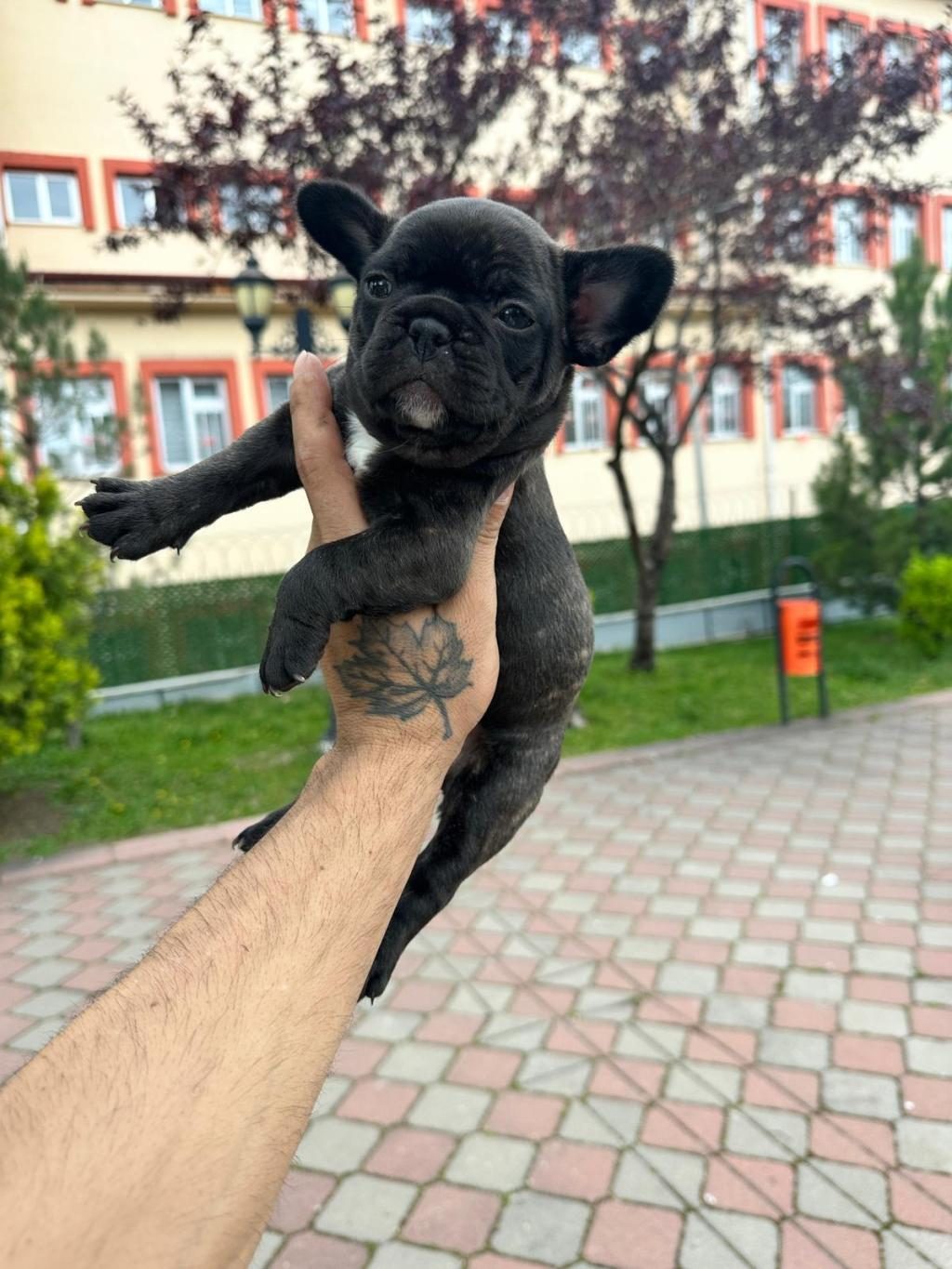 SÜPER ANATOMİ FRENCH BULLDOG BEBEKLER