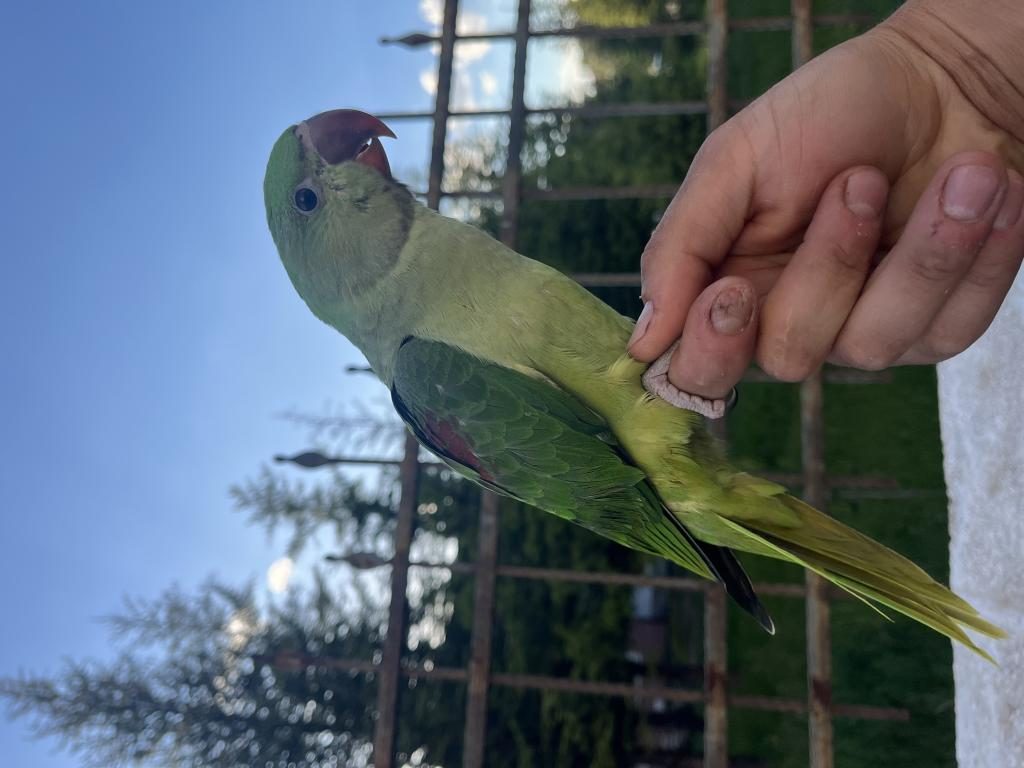 EL BESLEME BEBEK İSKENDER PAPAĞANI