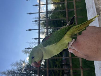 EL BESLEME BEBEK İSKENDER PAPAĞANI