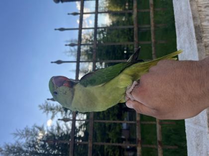 EL BESLEME BEBEK İSKENDER PAPAĞANI