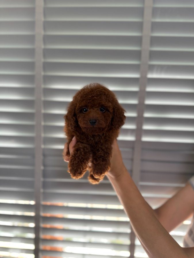 Erkek Dark Red Brown Poodle