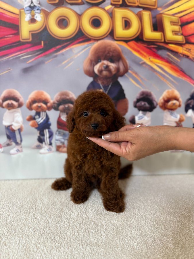 Dark Red Brown Erkek Poodle Yavrumuz