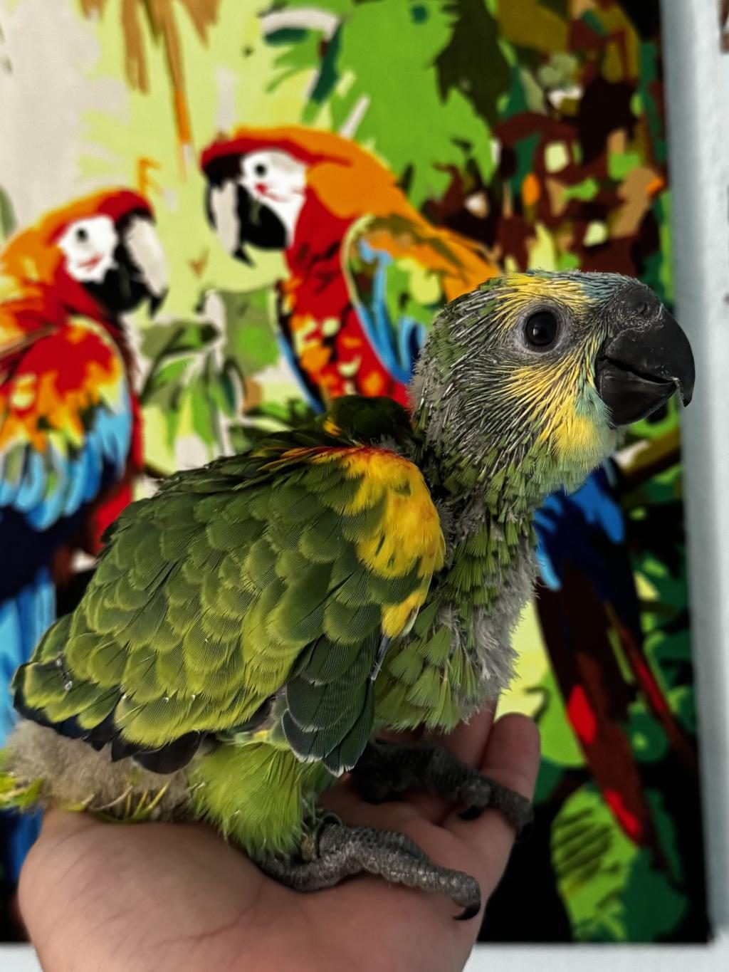 BLUE FRONT AMAZON PAPAĞANI BEBEK