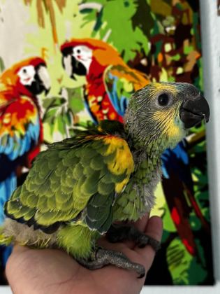 BLUE FRONT AMAZON PAPAĞANI BEBEK