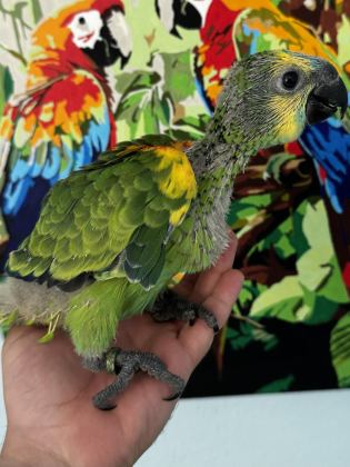 BLUE FRONT AMAZON PAPAĞANI BEBEK