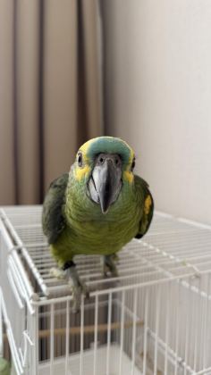 YAVRU BLUE FRONT AMAZON PAPAĞANI