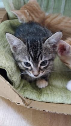 EV KEDİSİYİZ YUVA ARIYORUZ