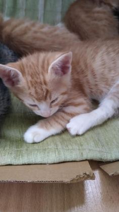 EV KEDİSİYİZ YUVA ARIYORUZ