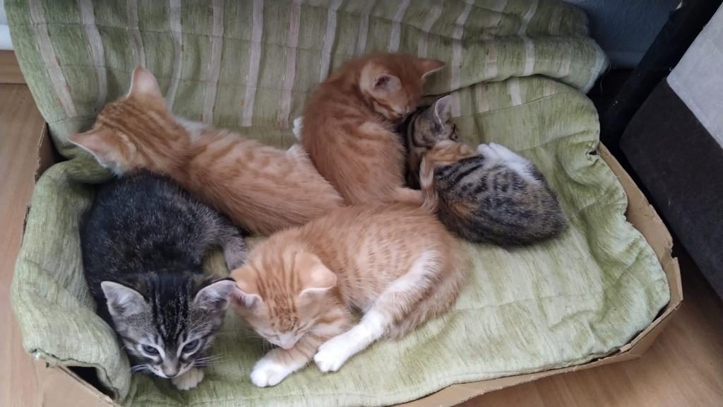 EV KEDİSİYİZ YUVA ARIYORUZ