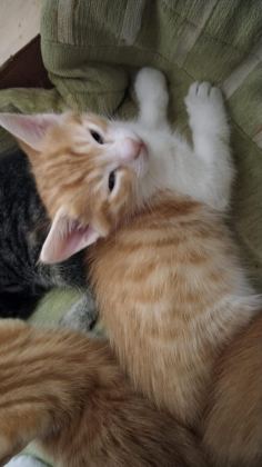 EV KEDİSİYİZ YUVA ARIYORUZ