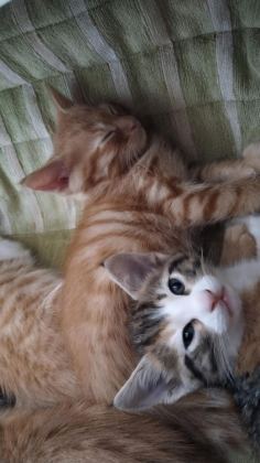 EV KEDİSİYİZ YUVA ARIYORUZ