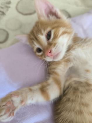 YAVRU TEKİR KEDİSİ