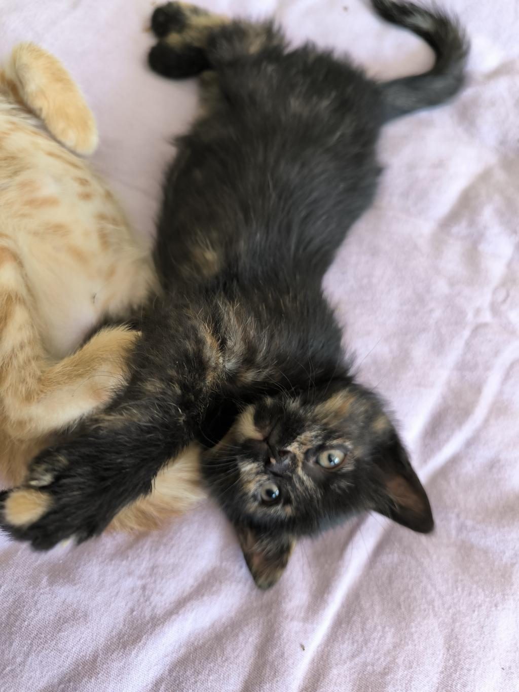 YAVRU TEKİR KEDİMİZ