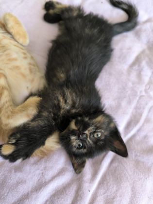 YAVRU TEKİR KEDİMİZ