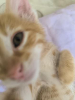 YAVRU TEKİR KEDİSİ