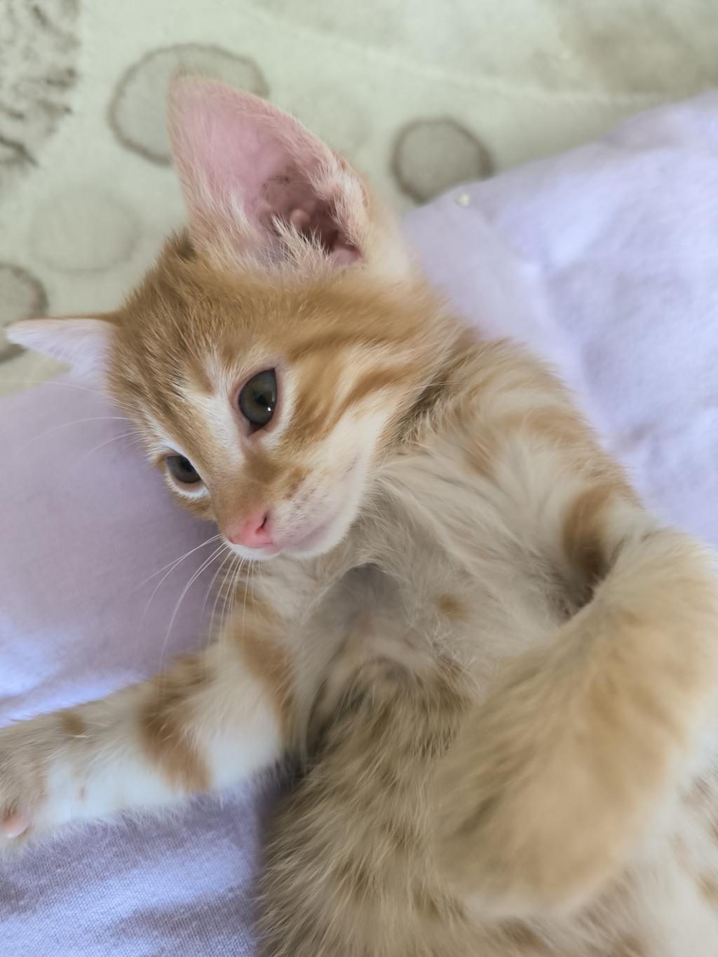 YAVRU TEKİR KEDİSİ