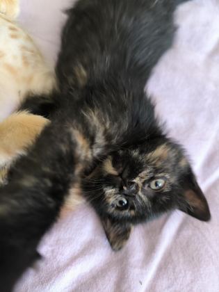 YAVRU TEKİR KEDİSİ