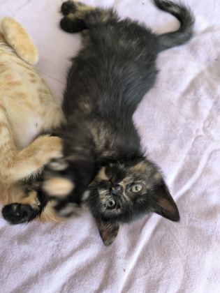 YAVRU TEKİR KEDİMİZ