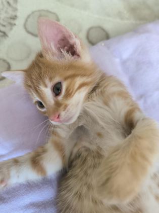 YAVRU TEKİR KEDİMİZ