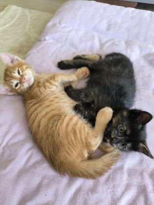 YAVRU TEKİR KEDİMİZ