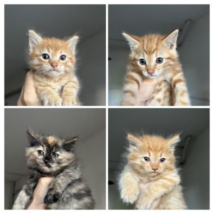 1 AYLIK YAVRU KEDİLER