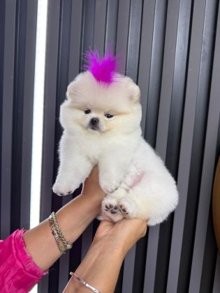 ORJİNAL POMERANİAN BOO AYI SURAT