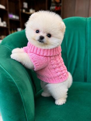 ORJİNAL POMERANİAN BOO