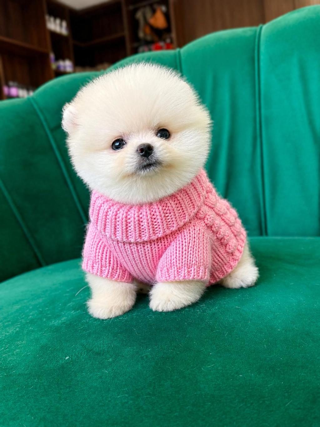 ORJİNAL POMERANİAN BOO