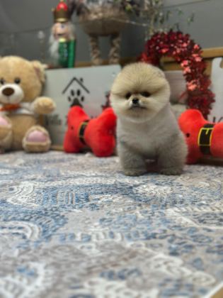 ORJİNAL TEACÜP POMERANİAN