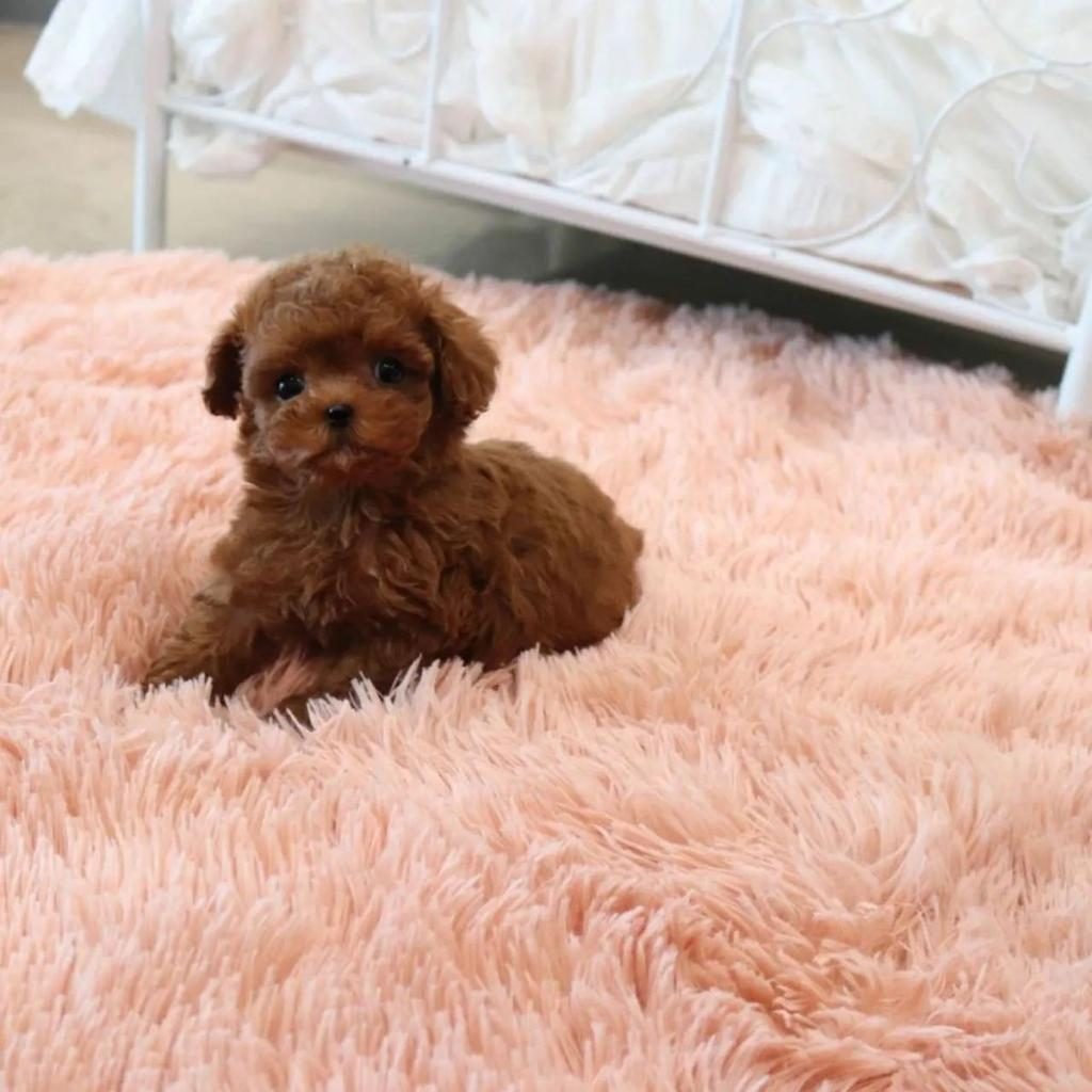 ORJİNAL TOY POODLE YAVRULARI