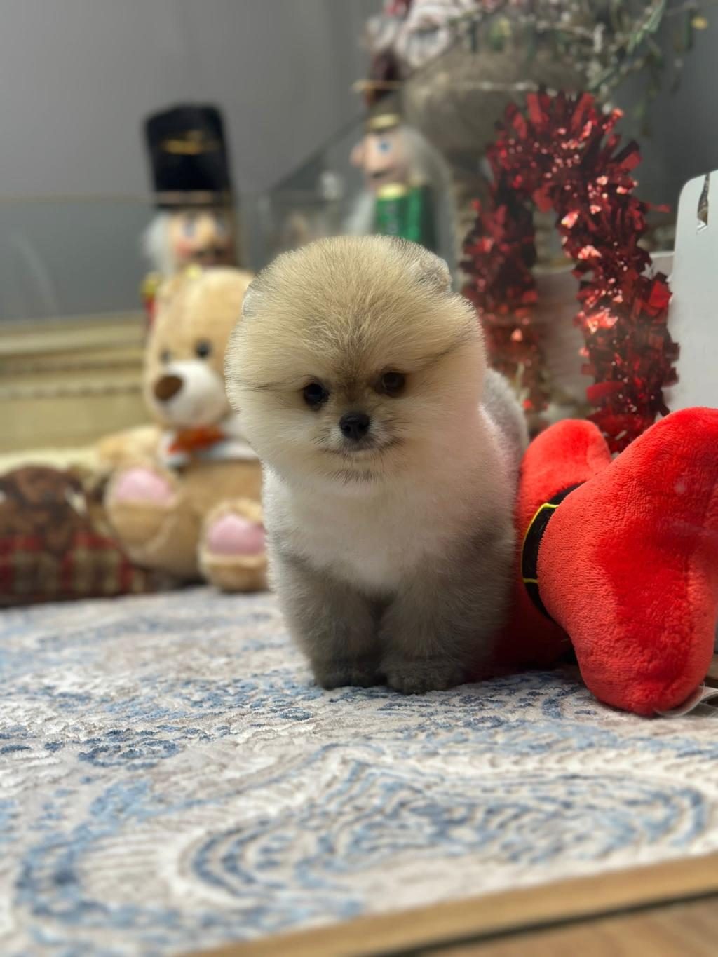 ORJİNAL TEACÜP POMERANİAN