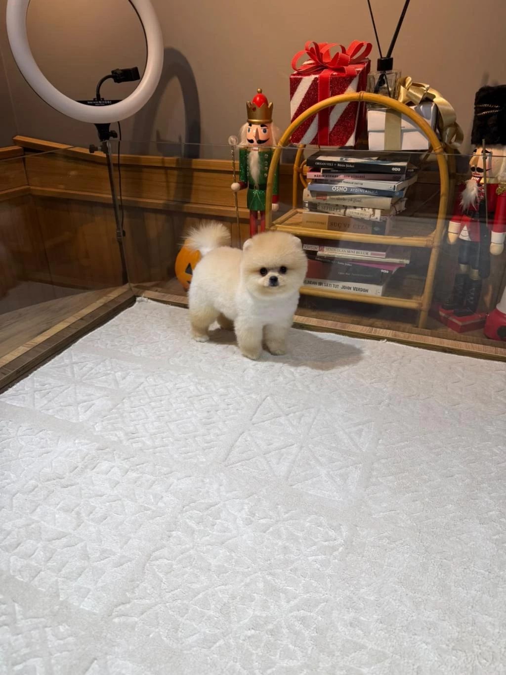 Orjinal Pomeranian Boo