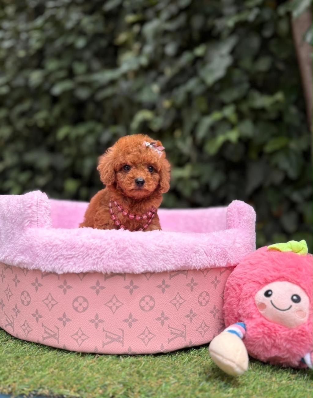 ORJİNAL TOY POODLE YAVRULARIMIZ