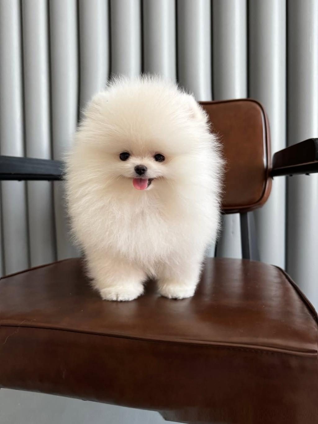ORJİNAL POMERANİAN BOO