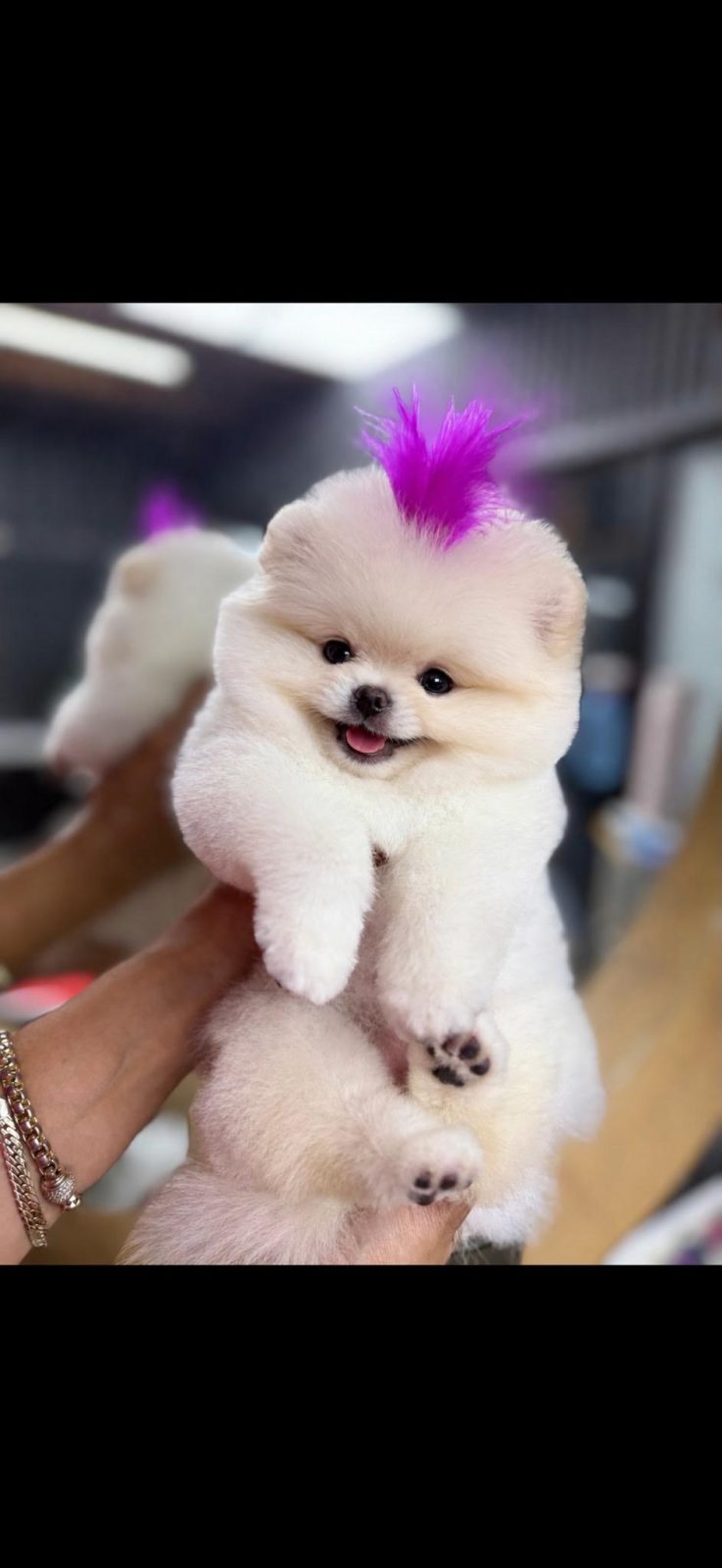 ORJİNAL POMERANİAN BOO AYI SURAT